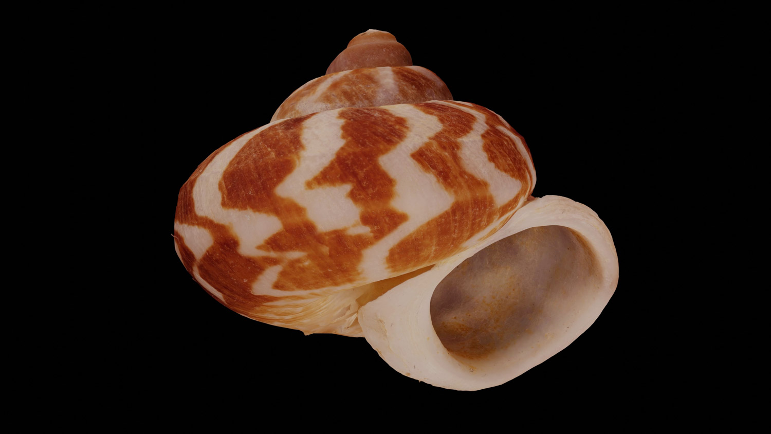 Cyclophorus daragonicus